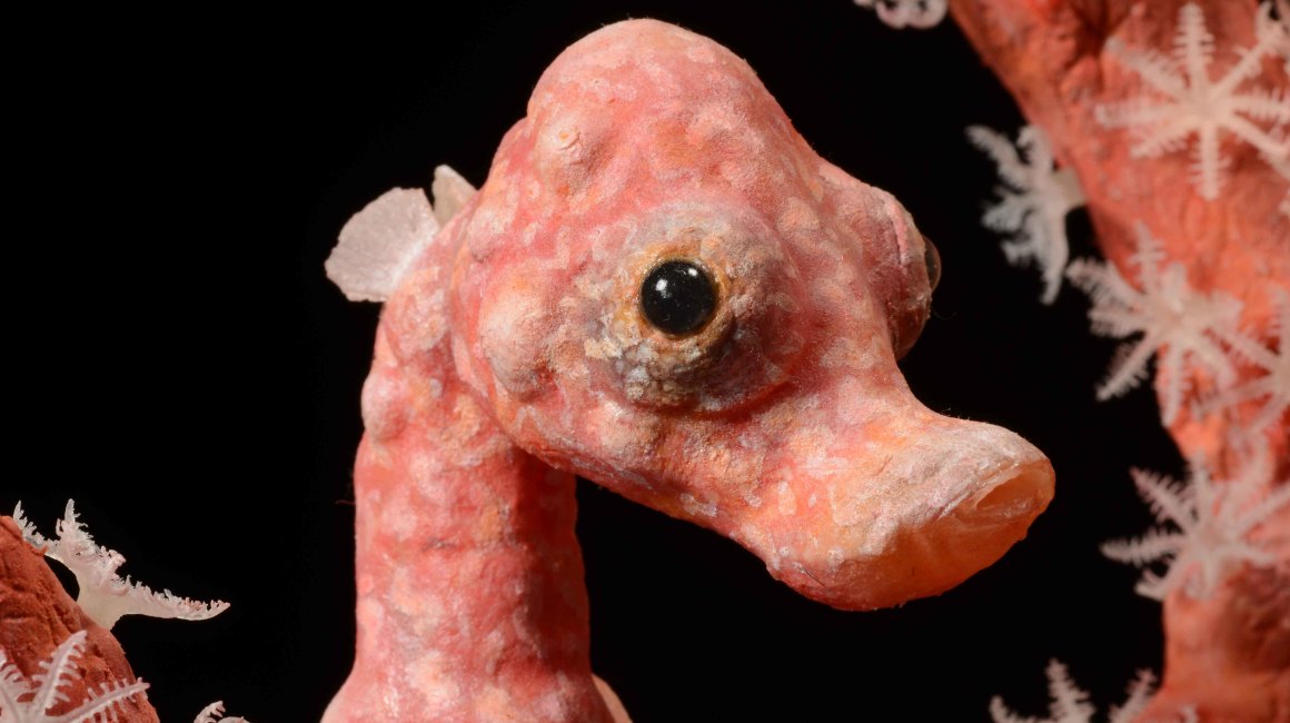 Foto: Senckenberg / Tränkner