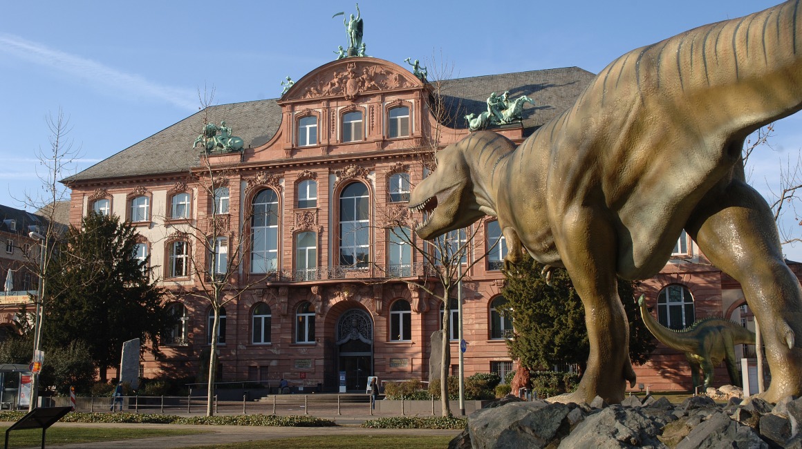 Foto: Senckenberg-Naturmuseum
